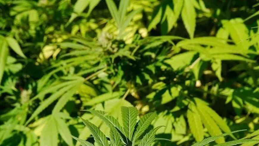 天禄遭NAVI让一追二,新澳门内部资料精准大全大三吧,全面解答解释落实_创新版V5.100